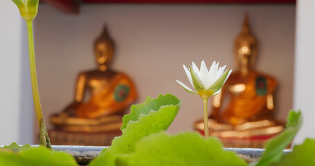 White waterlily with buddha in temple