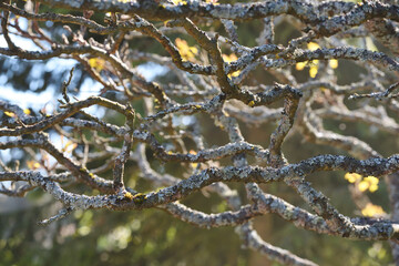 Tree branches are covered with moss, green tree branches