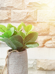 Artificial plant close up with stone wall texture background