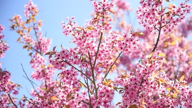 Flower pink Blossom Blue sky Thailand.