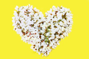 Obraz premium Heart of white fresh flowers isolated on a yellow background. Heart symbol made of acacia flowers isolated on yellow background. Concept of love for Valentines day and mother. Flower heart shape.