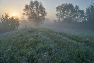 Early spring. Morning dawn over the lake in a misty, thoughtful haze. Beautiful view of the forest covered with fog early in the morning. The sun's rays of light. May.