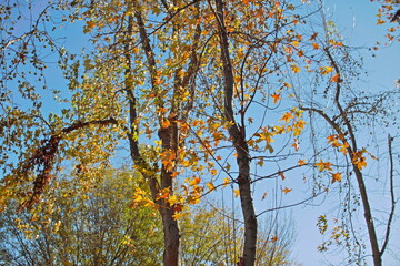 autumn tree branches