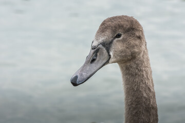 gray swan looks at the lake in spring