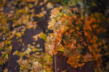 ベンチに積もった銀杏の葉