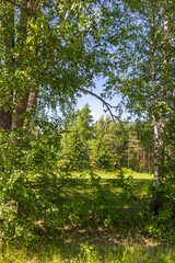Fototapeta premium Trees in the forest on a summer sunny day.