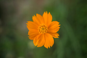 orange flower in the garden