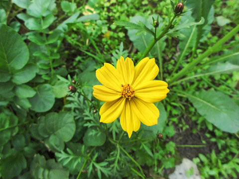 African daisy yellow flower on the center free space at all sides with green at home garden 
