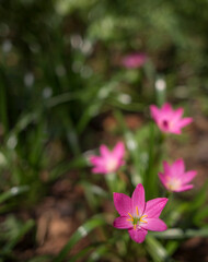 pink and white flowers