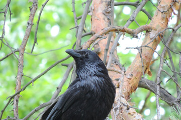  black raven with a sharp beak
on a tree branch        