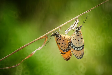 butterfly on leaf