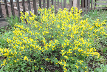 Creeping creeper (Cytisus decumbens) - shrub close-up. Broom during flowering.