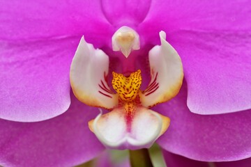Obraz na płótnie Canvas close up of pink orchid