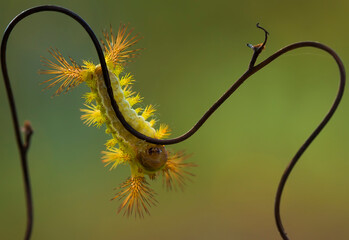 caterpillar on a branch