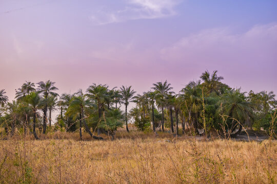 Crowd of palm trees in the field at sunset with a lilac sky in southern Senegal, Africa