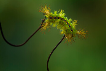 caterpillar on a branch
