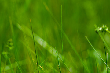 green grass abstraction with bloom