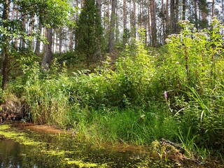 Fototapeta na wymiar River bank full of grass and meadows 