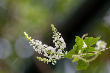 White butterfly bush flower, Byttneria, Summer lilac (Buddleja. paniculata).White bouquet and fragrance in a garden.