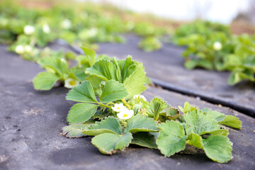 young strawberry planted on an agricultural canvas