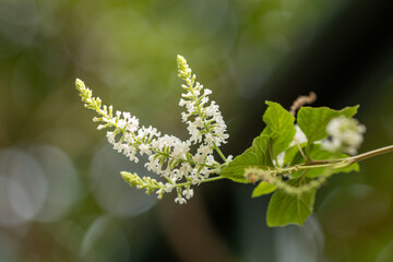 White butterfly bush flower, Byttneria, Summer lilac (Buddleja. paniculata).White bouquet and fragrance in a garden.