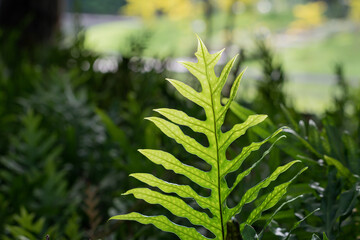 Close up of Monarch fern fern background.(Phymatosorus scolopendria) Commonly call musk fern,maile-scented fern,breadfruit fern.