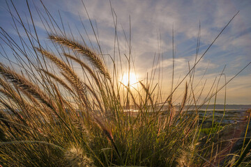 Obraz premium sunset in the field