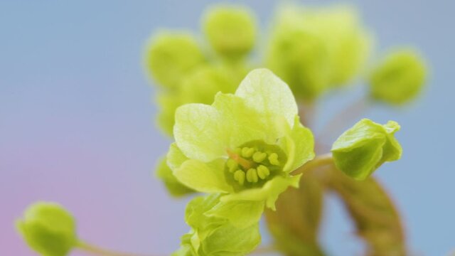 The closer look of hte green flowers of Acer platanoides