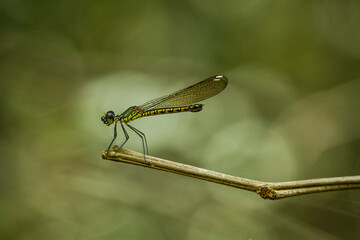 close up of a dragonfly