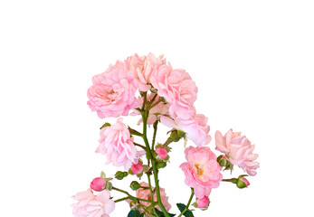 Bunch of light pink roses isolated on white background.