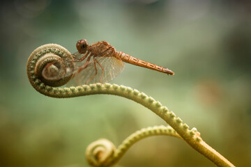 close up of a dragonfly