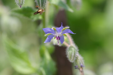 ボリジの花と蕾