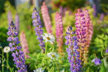 flowers in the garden