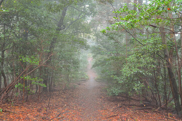 雨の日の東海自然歩道