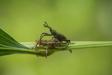 green shield bug