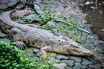 Group of crocodile in the zoo