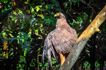 Black eagle with bright yellow beak behind the fence in the zoo