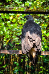 Black eagle with bright yellow beak behind the fence in the zoo