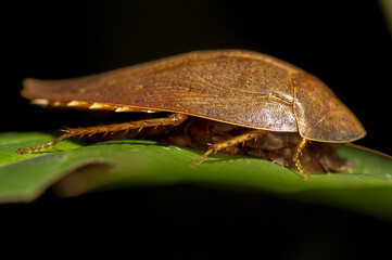 bug on leaf