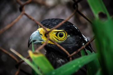 Black eagle with bright yellow beak behind the fence in the zoo