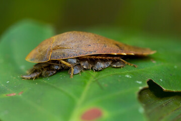 colorado potato beetle