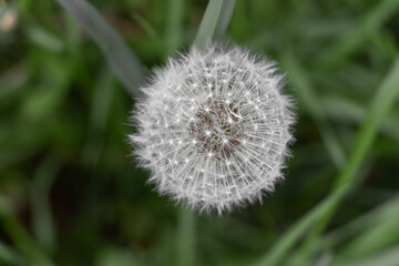 Photo of dandelion on grass background. Photography of summer herb. Summer background. 
