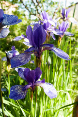 Purple Siberian Iris flower with plants, Irish sibirica