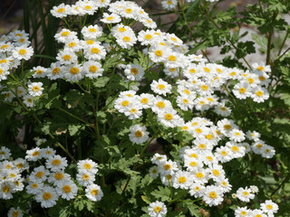 Tanacetum parthenium, Grande camomille ou partenelle, fleur comestible et ornementale aux pétales simples volant blanc, coeur jaune doré