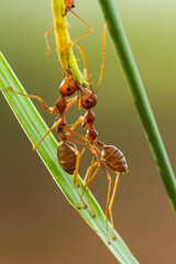 ant on a leaf
