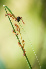 Red Ant