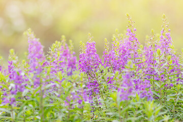 Selective focus Willowleaf angelon flower in the garden.Beautiful purple flower in the garden.