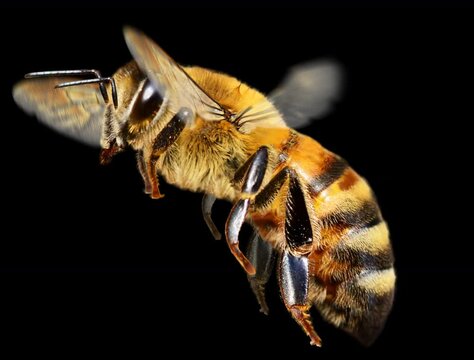 Honey bee in flight. It contains an alpha channel. Element for visual effects in cinema, documentaries, TV, YouTube kids channels, cartoons, video games, and public entertainment events.
