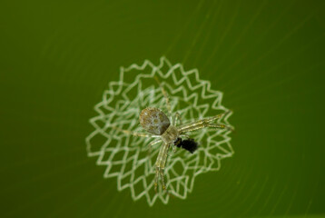 spider on a web