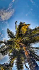 Fototapeta na wymiar coconut palm tree with golden shades of the sun under the blue sky 
